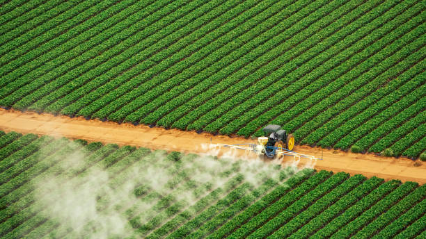 Best Ant Control Services  in Munday, TX
