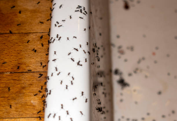 Trusted Munday, TX Pest Control Experts